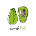 Ripe hand drawn avocado fruit. Isolated vector illustration